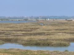Coming up towards the coast at the Strood Channel - nearly lunchtime!